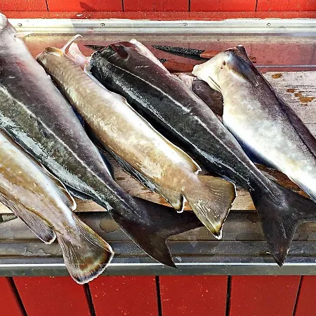 8 Person In Averoy Henda